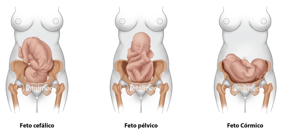 Apresentação Fetal