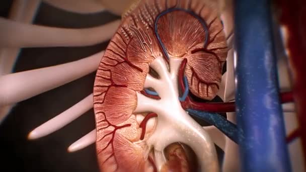 Provas de Função Renal nas Uropatias Obstrutivas Fetais