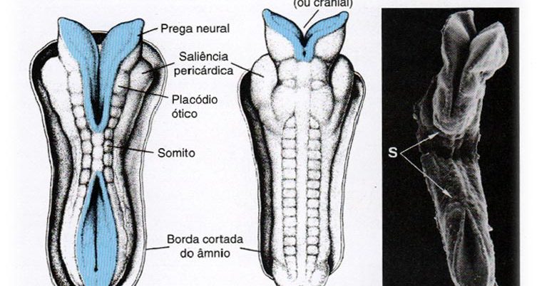 Formação do Tubo Neural