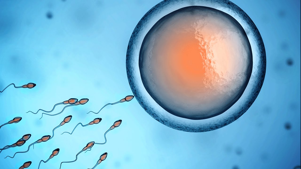 fertilização do óvulo humano
