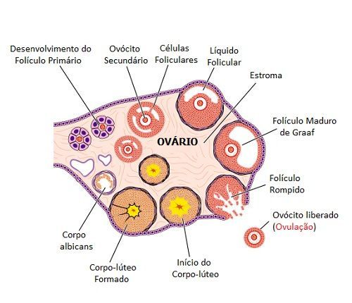 2a semana de gravidez - Ovulação e Período Fértil