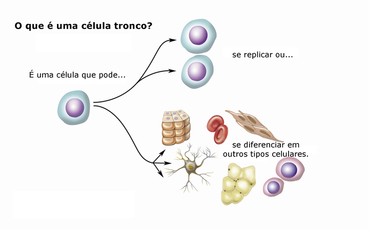 Armazenamento de Células Tronco do Cordão Umbilical