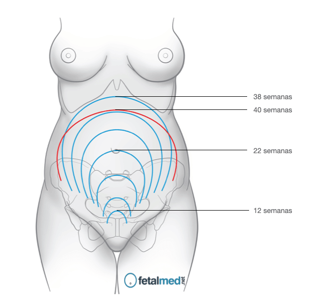 Altura Uterina: Por que meu médico mede minha barriga toda consulta?