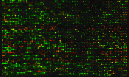 Microarray - CGH