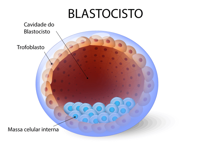 Trofoblasto (parte do Blastocisto) secreta o HCG