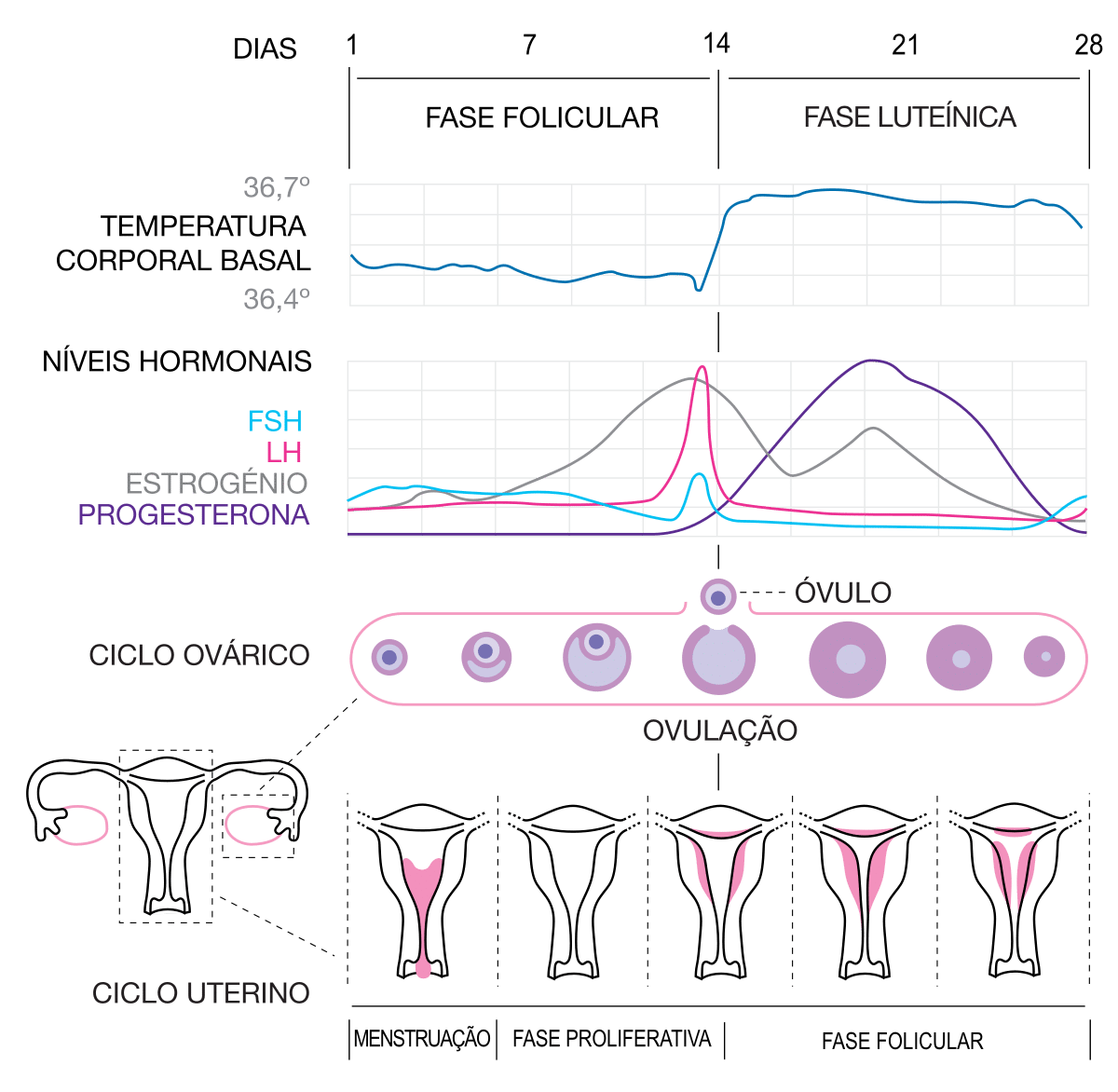 Ciclo Menstrual (os níveis de progesterona estão marcados na cor lilás).