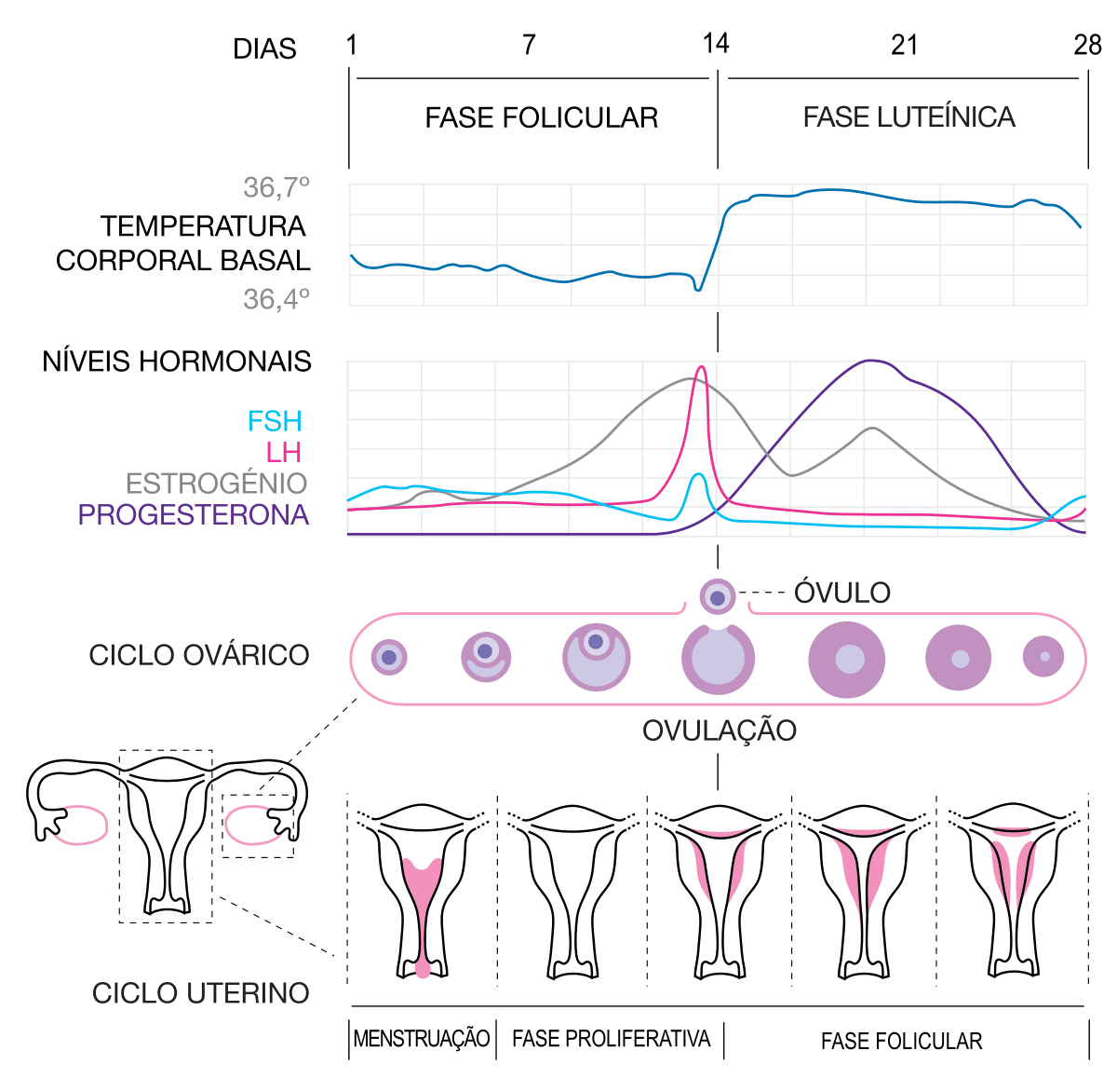 O que a medicina chinesa revelou sobre o ciclo menstrual e a ovulação