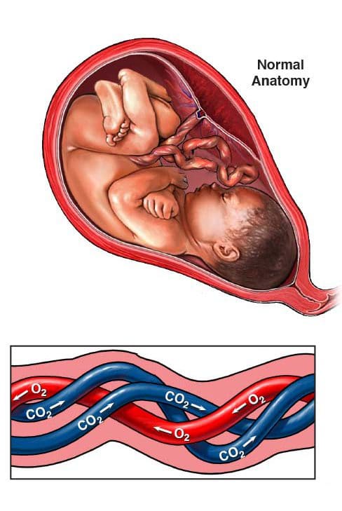 Cordão Umbilical: de onde vem, pra onde vai e pra que serve?
