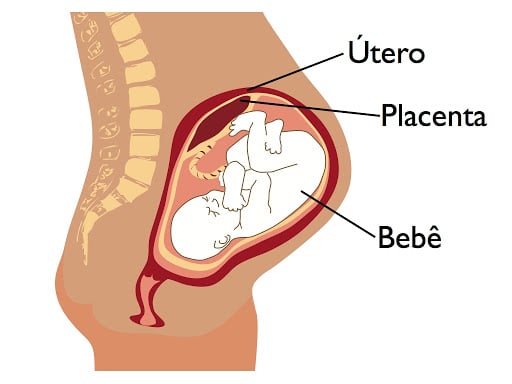 Feto no útero materno ligando placenta e cordão umbilical.