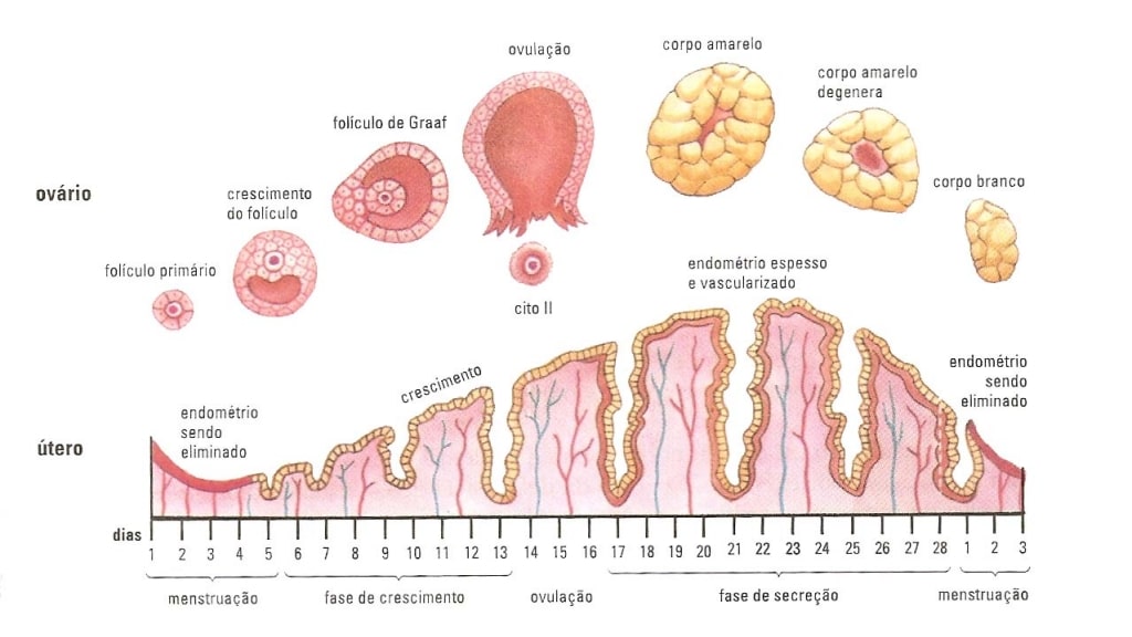 Como identificar um ciclo menstrual irregular e o que fazer para  engravidar? » Dr João Dias