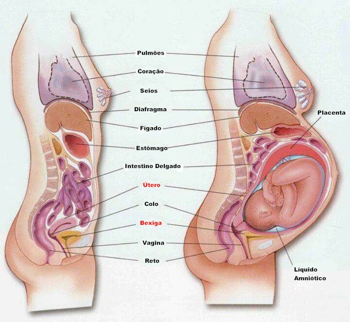 Comparação do útero gravídico com o útero não gravídico.