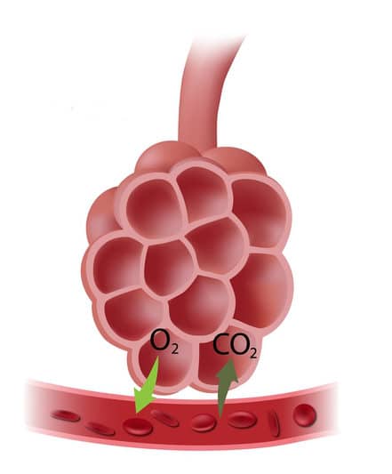 Alvéolo Pulmonar - Surfactante