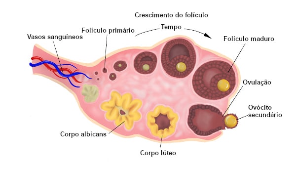 O que é o corpo lúteo?