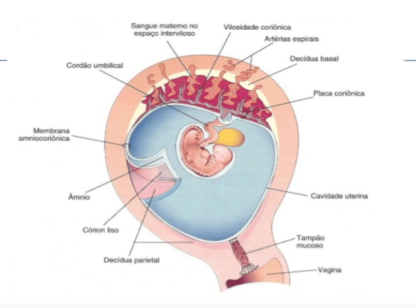 Anatomia da Gestação Inicial
