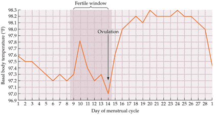 Gráfico Exemplo Temperatura Basal