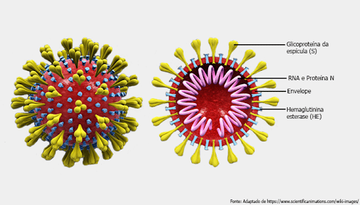 Proteína Spike Coronavírus