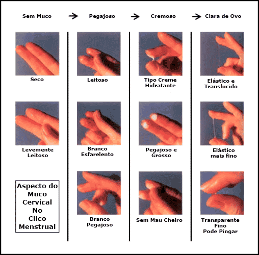 Aspectos do muco cervical ao longo do período menstrual