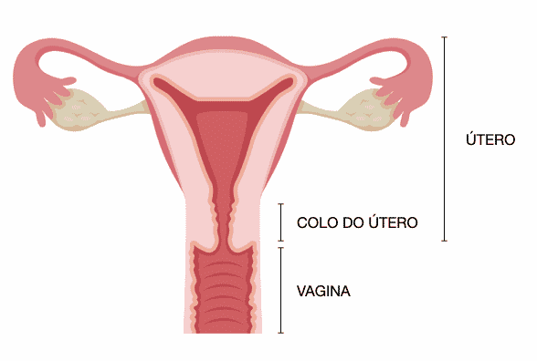 Anatomia Útero e Colo do Útero