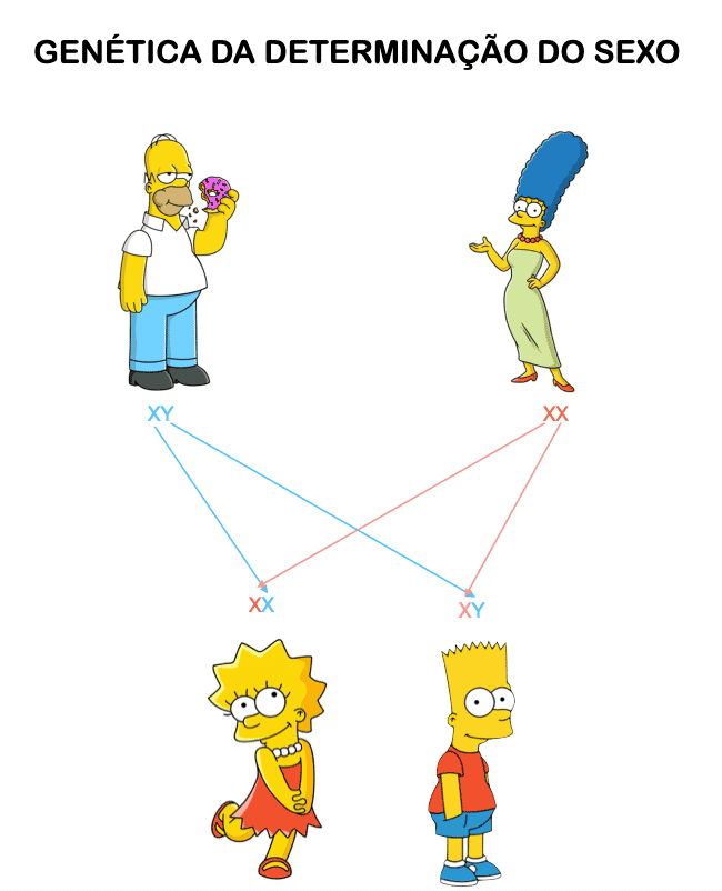 Genética da Determinação do Sexo