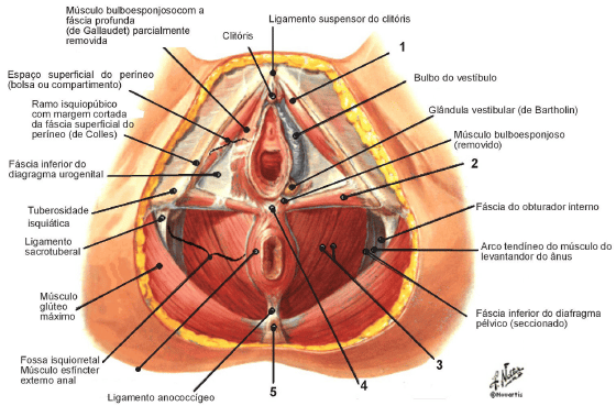 Músculos do Assoalho Pélvico