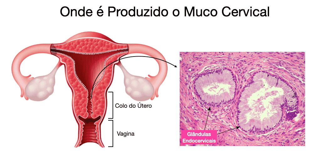 Onde é produzido o muco cervical?