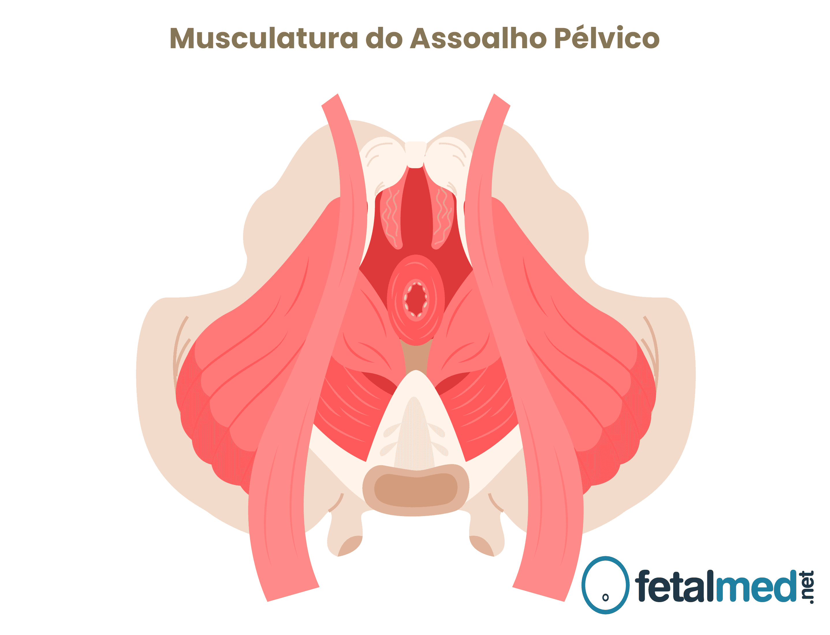 Musculatura do Assoalho Pélvico Feminino