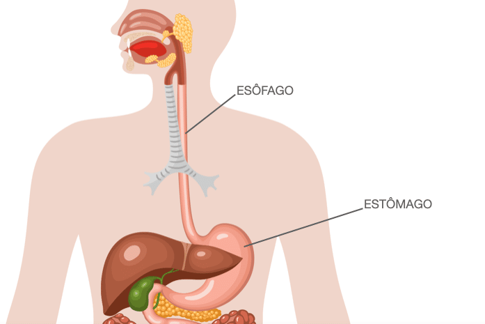 Anatomia Esôfago