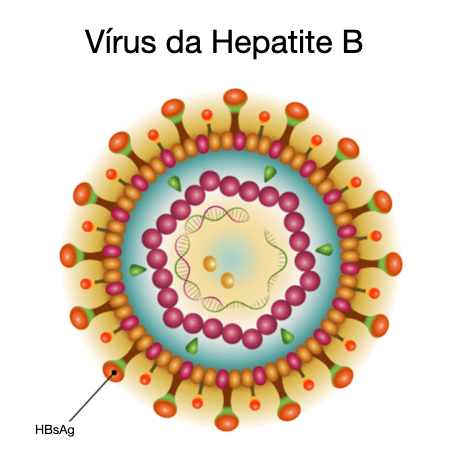 Vírus da Hepatite B e o HBsAg