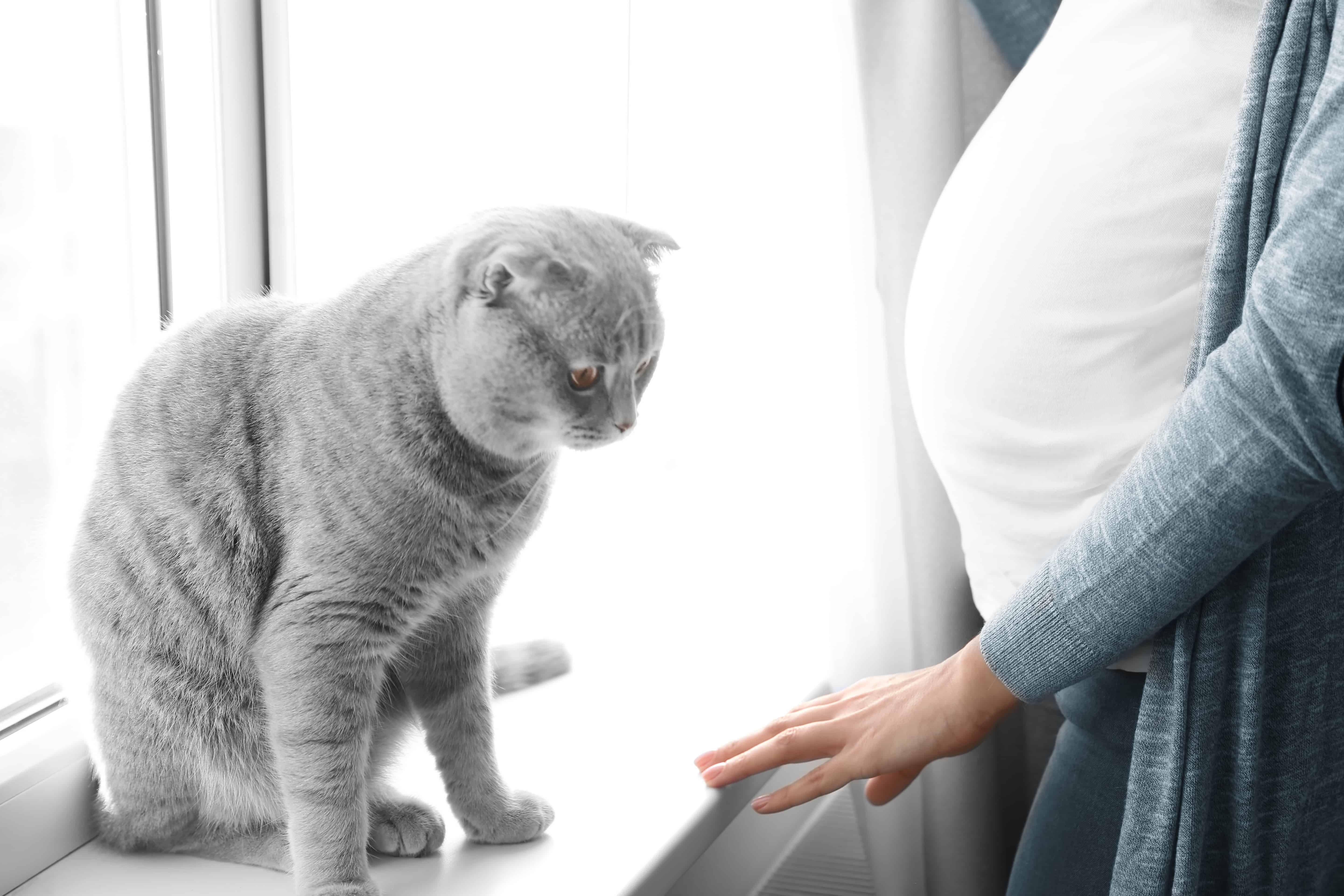 Mitos e Verdades: Gatos podem Provocar Aborto?