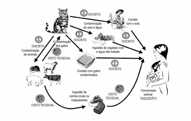 Ciclo de Vida do Toxoplama