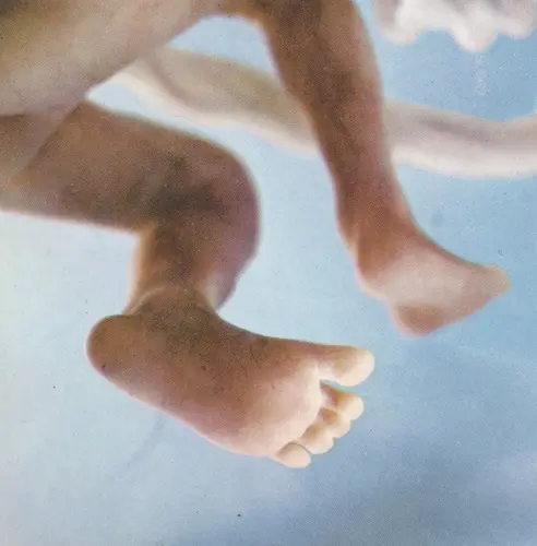 Pés do feto de 16 semanas - 16a semana de gravidez | Fetalmed