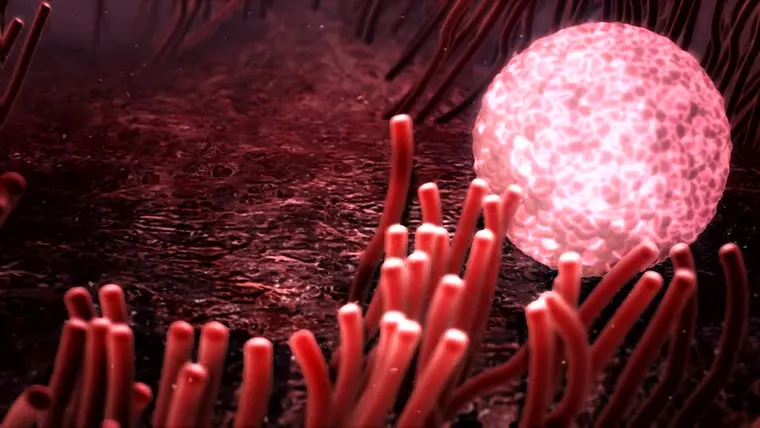 Óvulo na trompa - 2a semana de gravidez | Fetalmed